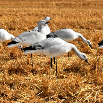 Skyfall Decoys - Juvenile Snow Goose - (12 pack)