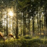 Impact du changement climatique sur la faune sauvage au Canada