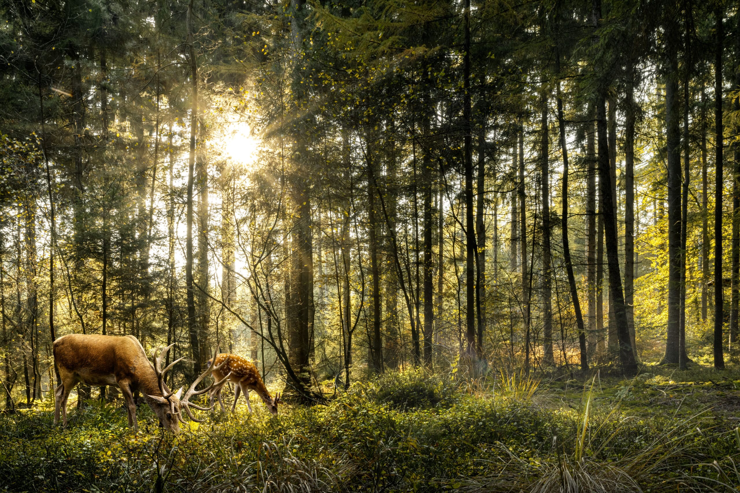 Impact du changement climatique sur la faune sauvage au Canada