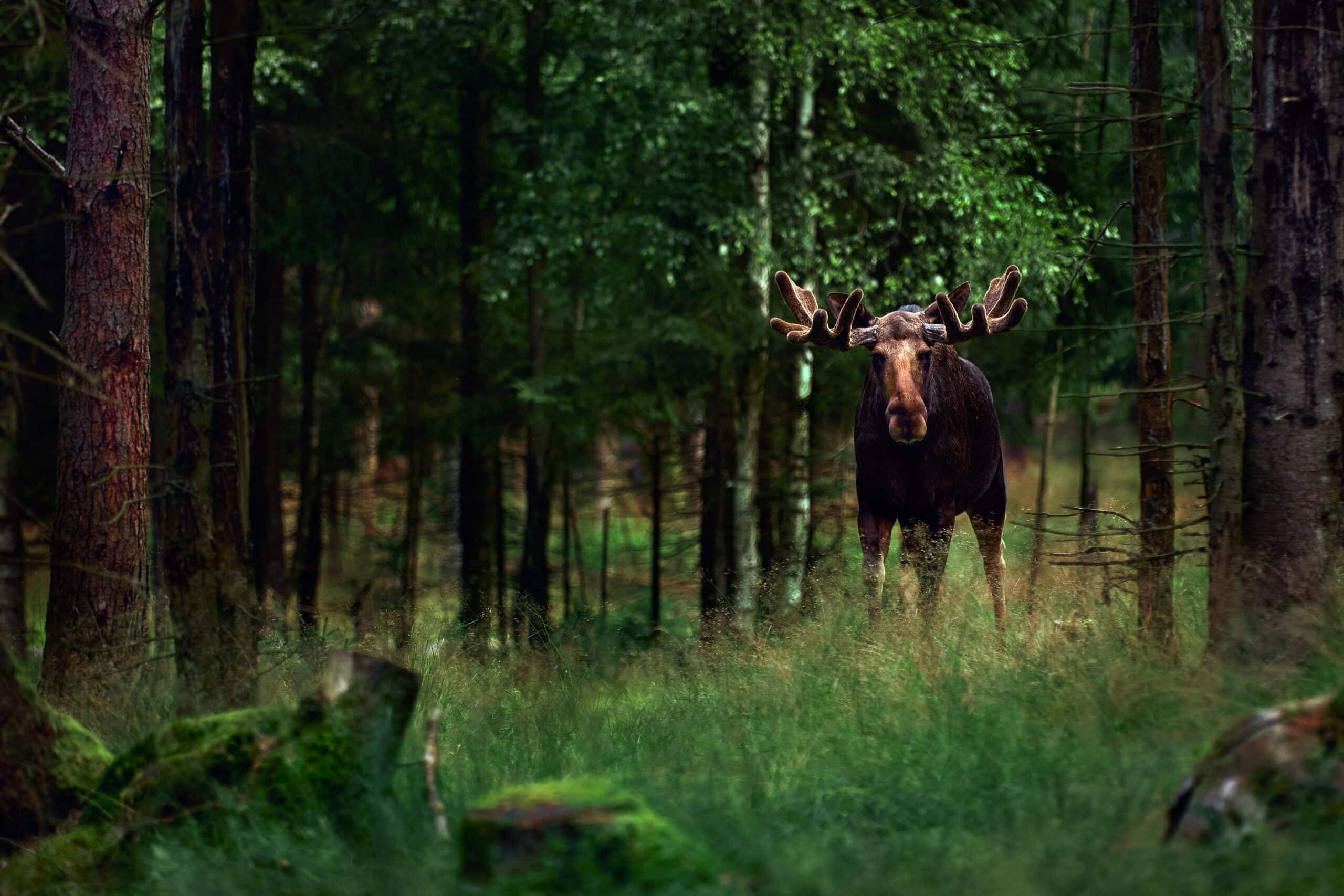 Techniques modernes de chasse à l'orignal : de la chasse à l'affût à la chasse à l'approche