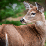 Chasse au cerf de Virginie : préparation pour la saison de chasse à l'arc