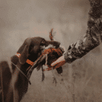 Saison de chasse au petit gibier réussie: conseils et astuces pratiques