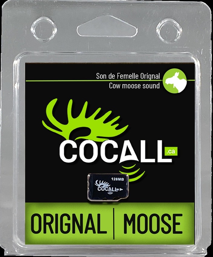 Cocall moose cow